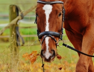 horse eat