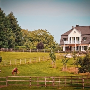 Horses in summer