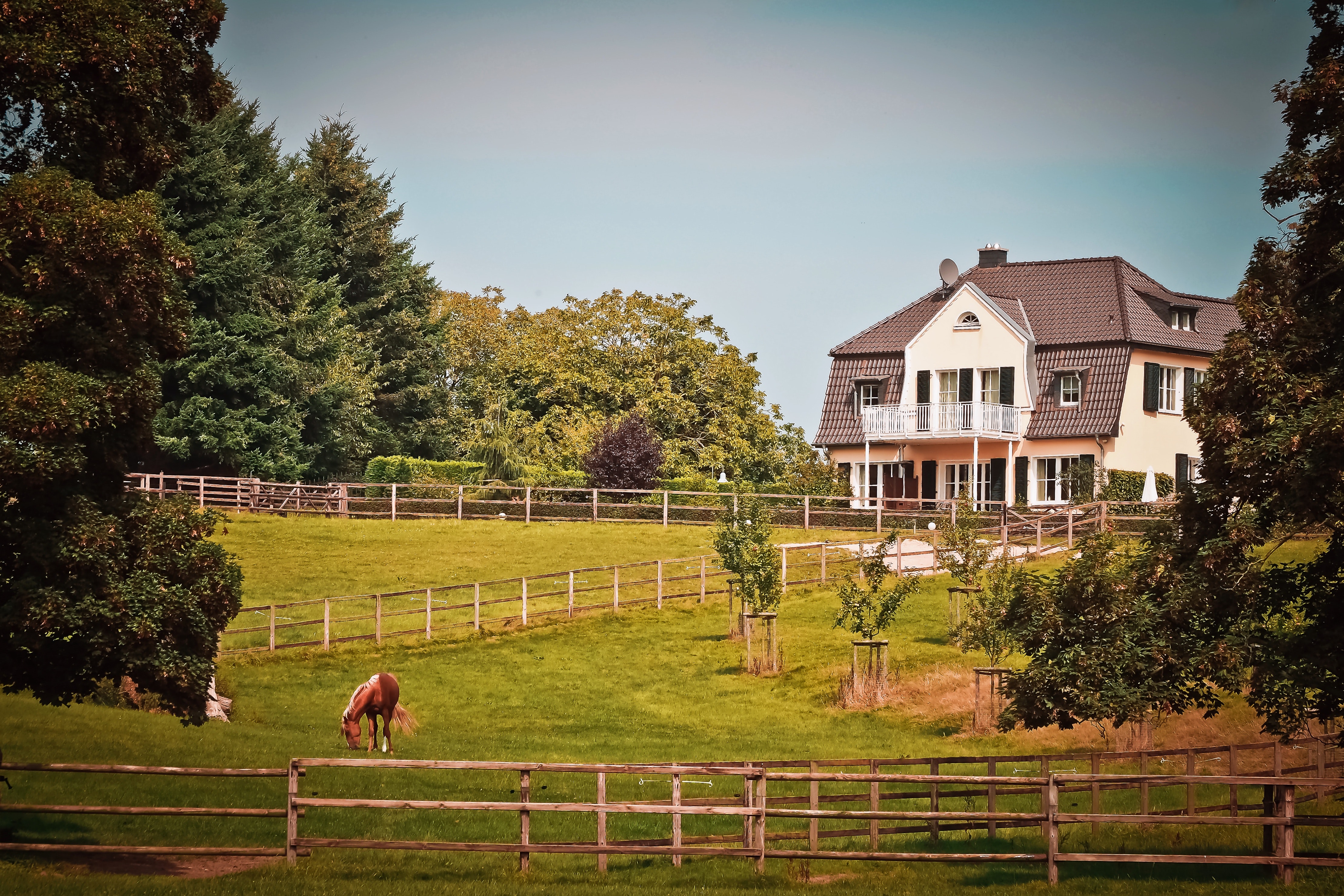 Horses in summer