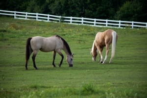 horse minerals eat