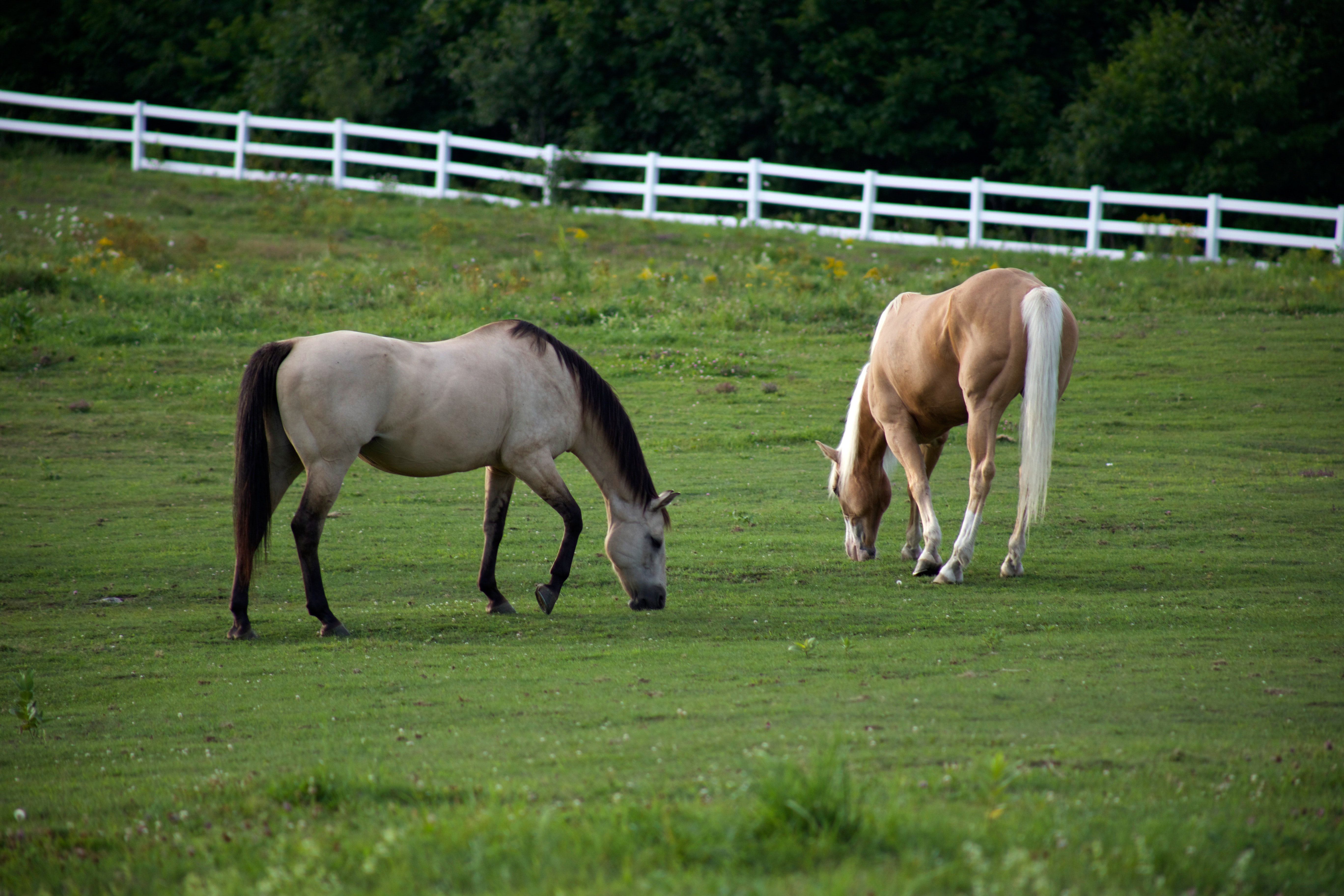 horse minerals eat