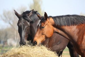 Colic 101