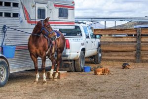 Horses in their trailer.