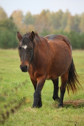 A growing number of horses have been considered obese.
