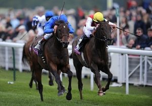 ATP is an invaluable supplement for performance horses.