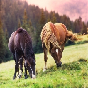 Equine obesity is a growing concern in the horse community.