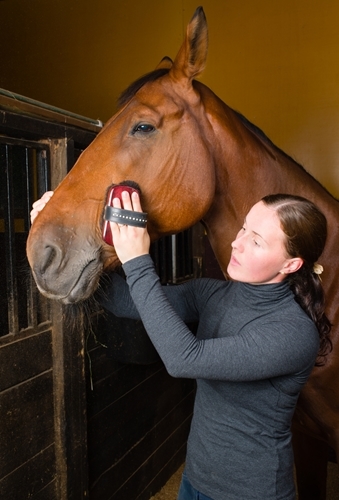 How much time do you dedicate to your horse?