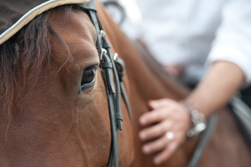 Top 3 myths about horse care