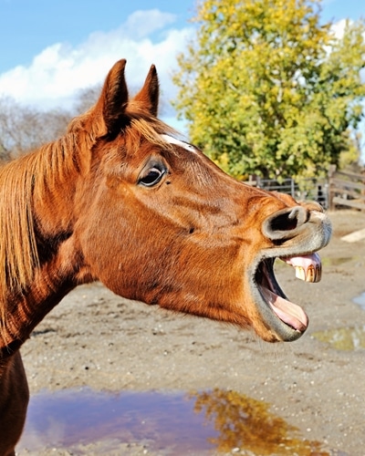 Checking your horse's teeth is always essential to their overall health.