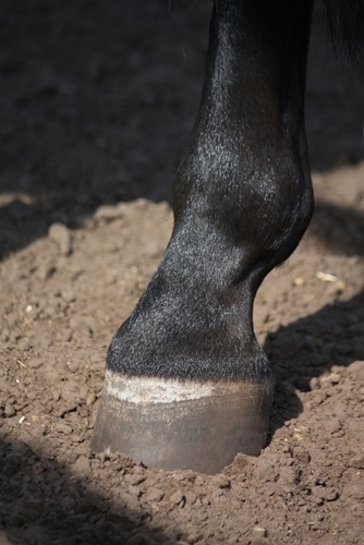 Always inspect your horse's hooves after riding or training.