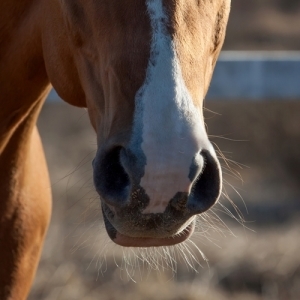 Detecting nasal discharge on your horse is a common indicator that it may be suffering from a cold.