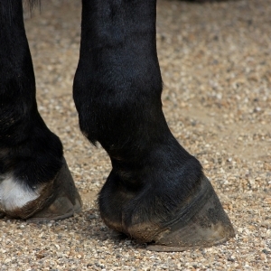 Horse Hooves