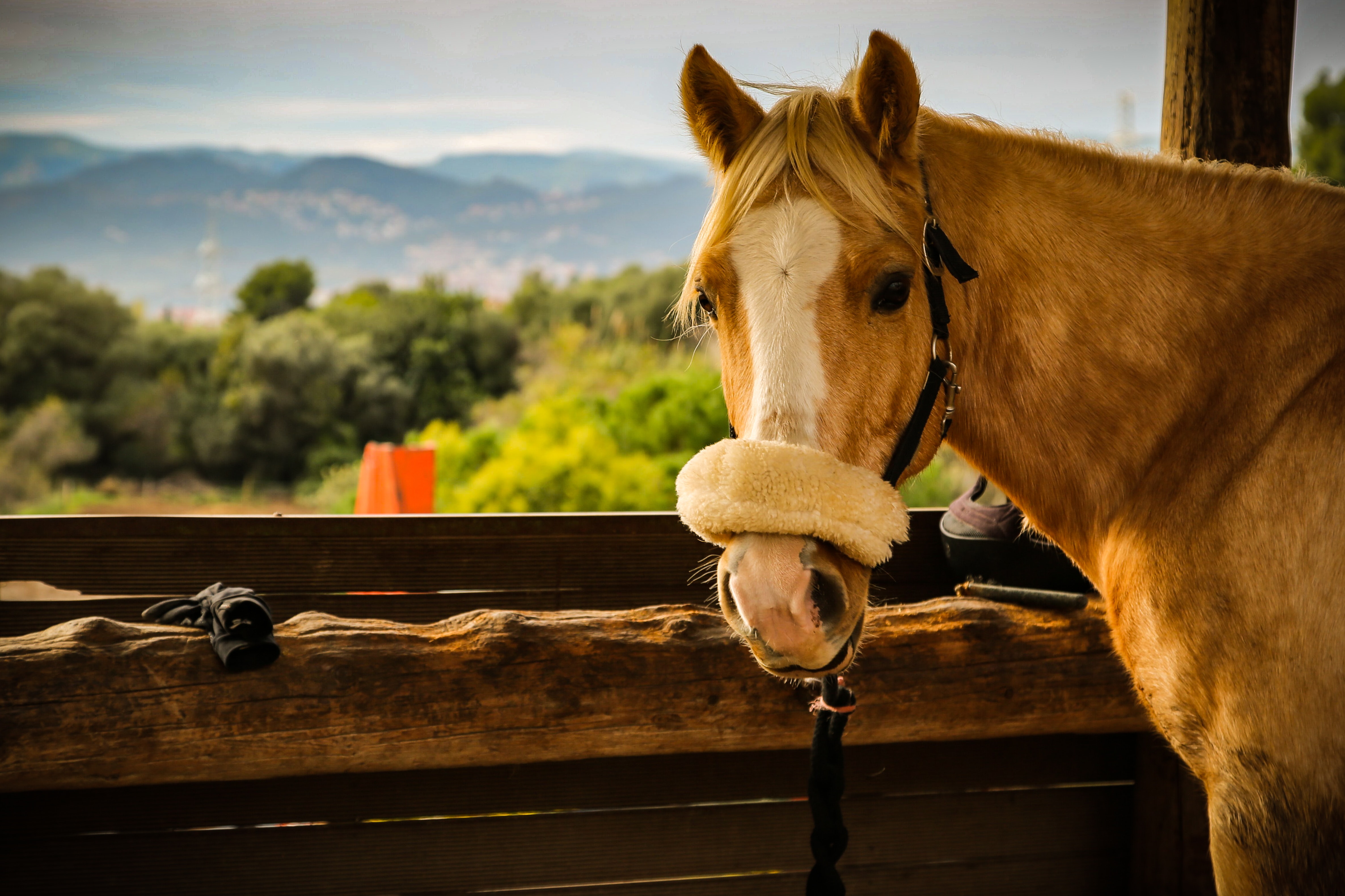 horse stretching blog