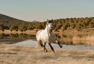 horse weight