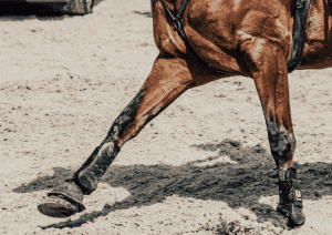 HorseLegs