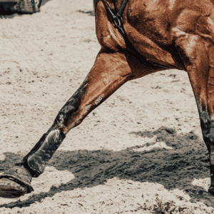 HorseLegs