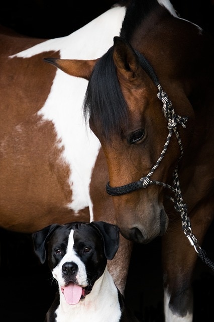 Introducing your dog to your horse