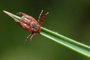 Here's how to look out for ticks on your horse.