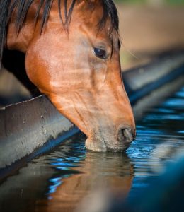 Horses need more than just fresh water to keep them efficiently hydrated.