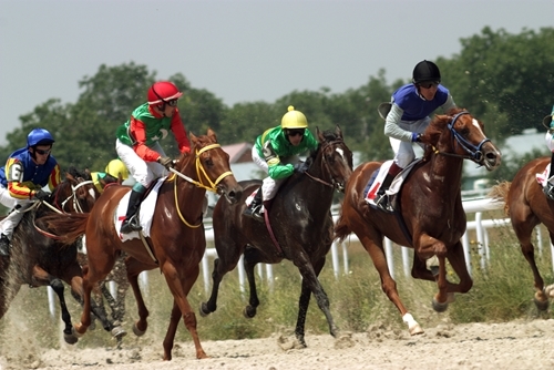 Racing can greatly impact a horse's bones and joints.