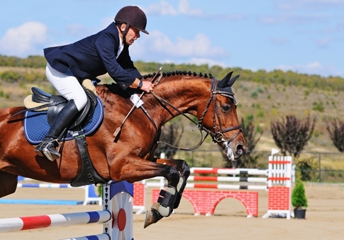The most successful show horses are those that have been prepared in the off-season.