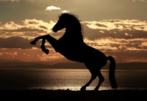 Learn leadership from horses