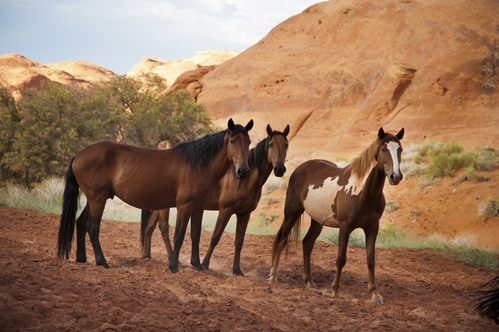 Eastern equine encephalitis is especially harmful for horses.