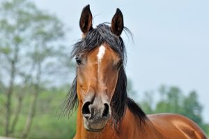 Like humans, horses use their faces to express emotions.