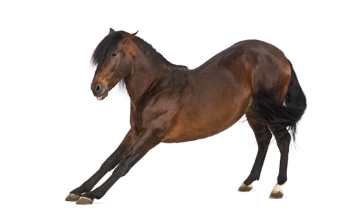 Many horses deal with chronic back pain from a number of ailments or injuries.