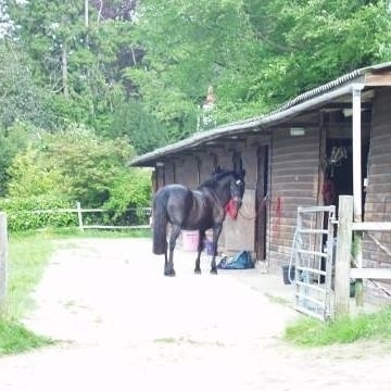 Here is how to clean your horse's stable.