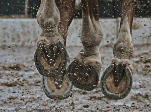 Clean hooves