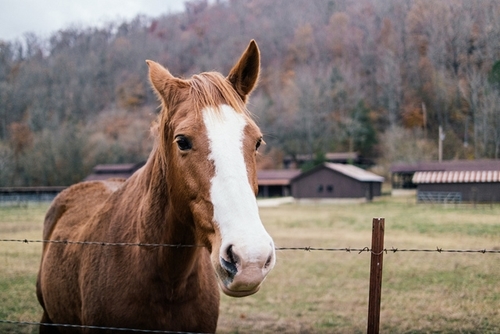Try making homemade treats for your horse.