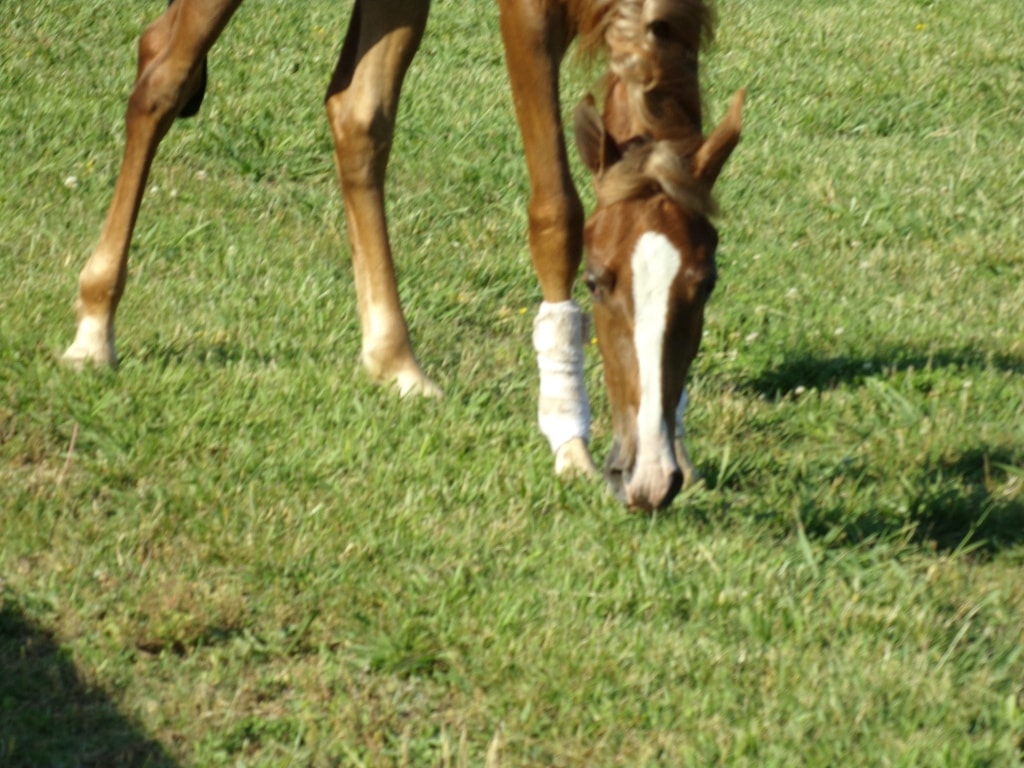 Horse health in climates
