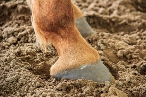 Flax seed contains omega-3 fatty acids, which support healthy hooves.