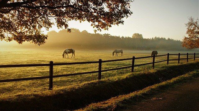 understanding equine ulcers in horses