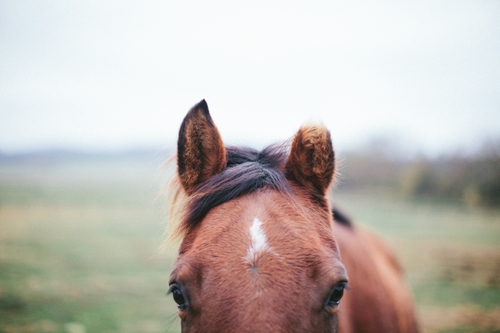 A vitamin deficiency could explain why your horse is nervous.