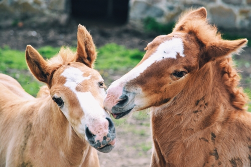 Foals have demanding nutritional needs.