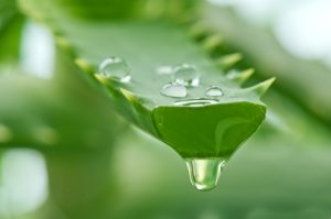 Aloe promotes healthy skin and gut function in horses.
