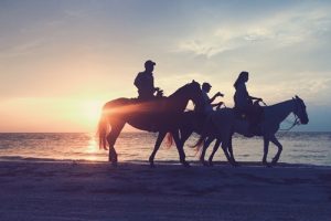 Many people uses retired racehorses for other sports or pleasure riding.