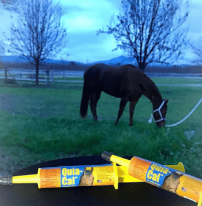 How to feed horse oral supplement