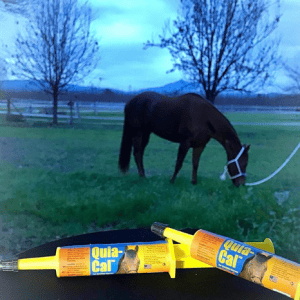 How to feed horse oral supplement