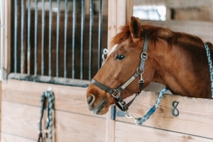 horse breathing