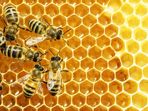 Honey is has antifungal, antibiotic and antiseptic properties.