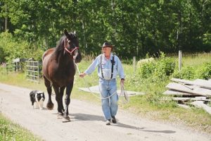 If your horse exhibits symptoms of PSSM, stop exercising and call your veterinarian.