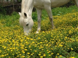 Wait for 6 to 8 inches of plant growth before allowing your horse to graze in spring.