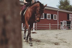Here's how to care for common ailments suffered by horses with poor feet.