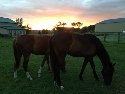 Your horse needs the right balance of food and water to avoid colic and ulcers.