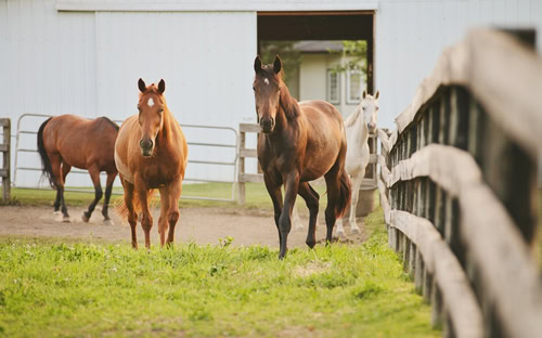 A horse with proper posture stands with all four cannon bones perpendicular to the ground.