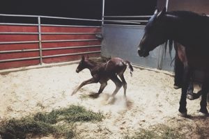 A mare's gestation period lasts for over 300 days.