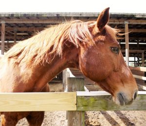Finish Line products are a favorite at Red Coat Farm.